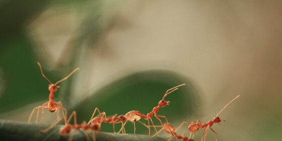 Ant colony