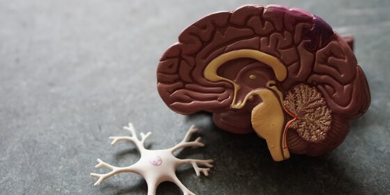 Your brain is a liar